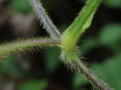 Amphicarpaea edgeworthii