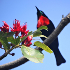Chalcomitra senegalensis gutturalis
