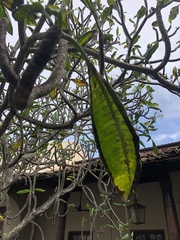 Plumeria