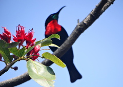Chalcomitra senegalensis gutturalis