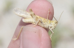 Trimerotropis salina