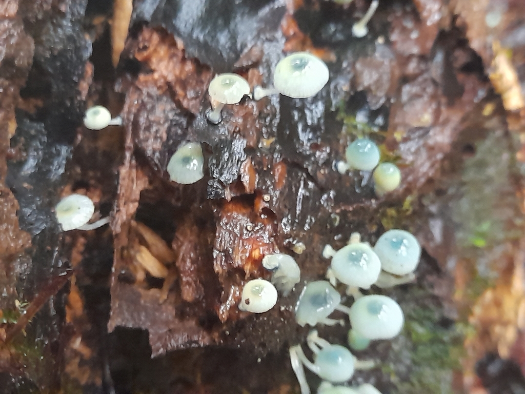 Mycena interrupta · May 2025 · photo: © mphnz (iNaturalist, cc0)