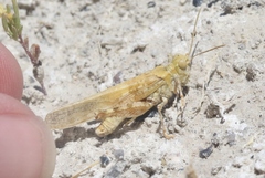 Trimerotropis salina