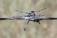 Libellula nodisticta