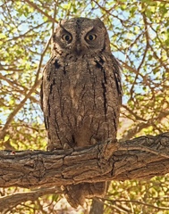 Otus brucei