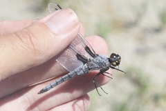 Libellula nodisticta