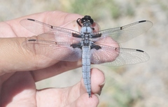 Libellula nodisticta