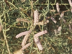 Tamarix aucheriana
