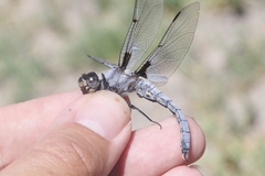 Libellula nodisticta