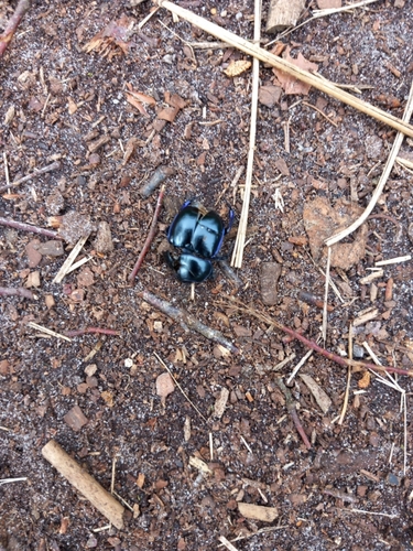 Springtime Dung Beetle, Leersum, photo 9 of 10