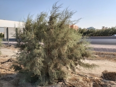 Tamarix aucheriana