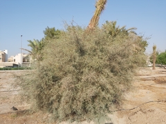 Tamarix aucheriana