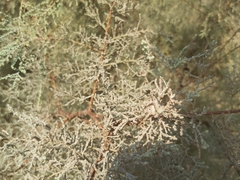 Tamarix aucheriana