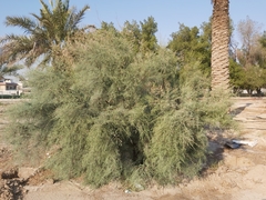 Tamarix aucheriana
