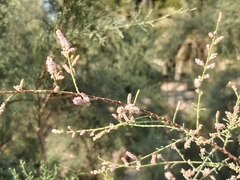 Tamarix aucheriana