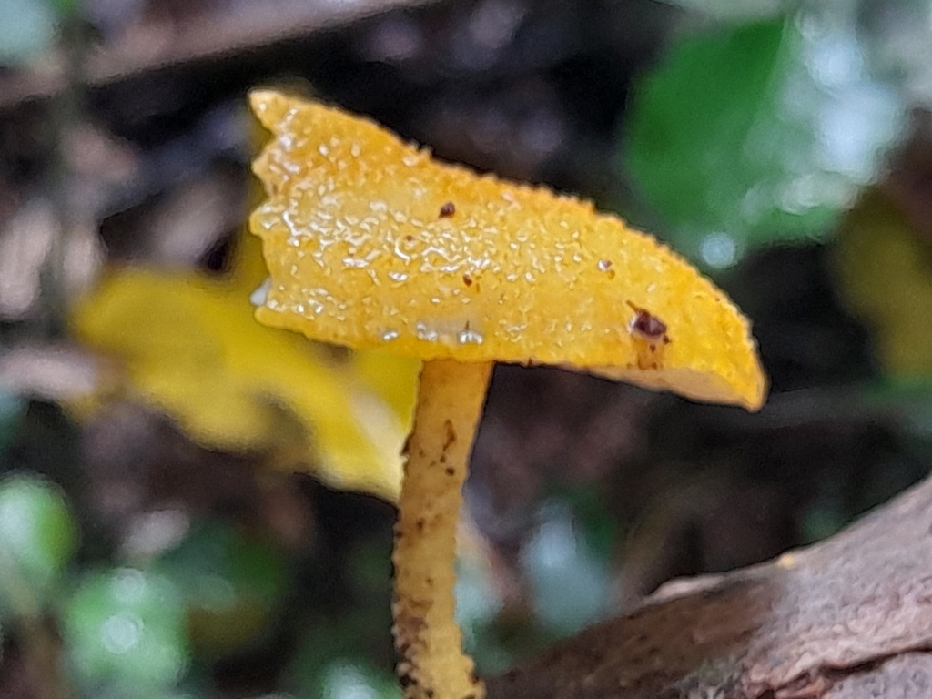 Cyptotrama asprata · May 2025 · photo: © mphnz (iNaturalist, cc0)