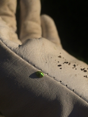 Cassida margaritacea