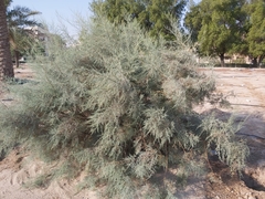 Tamarix aucheriana