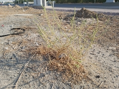 Caroxylon imbricatum