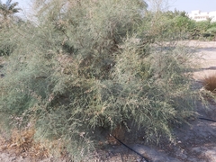 Tamarix aucheriana