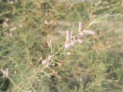Tamarix aucheriana