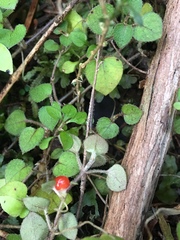 Nertera dichondrifolia