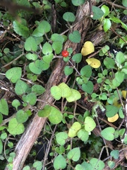 Nertera dichondrifolia