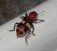 Enoclerus quadrisignatus