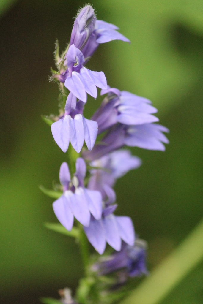 great blue lobelia (North Carolina Aquarium on Roanoke Island Plants