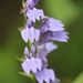 Great Blue Lobelia - Photo (c) poisonivee818, some rights reserved (CC BY-NC)