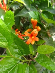 Pyrostegia