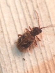 Ptinus texanus