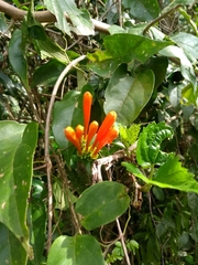 Pyrostegia