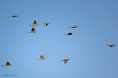 Hypocolius ampelinus