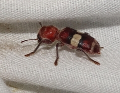 Enoclerus quadrisignatus