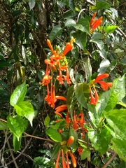 Pyrostegia