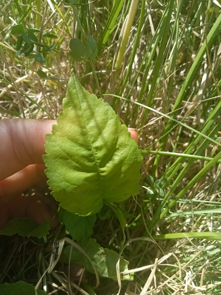 Prunus avium