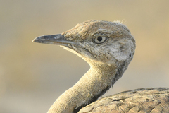 Macqueen's Bustard photo 1