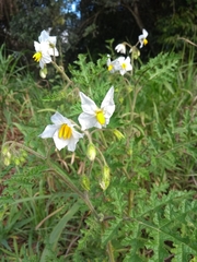 Solanum sisymbriifolium