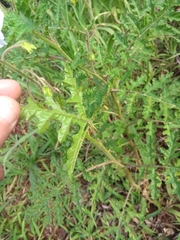 Solanum sisymbriifolium