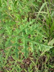 Solanum sisymbriifolium