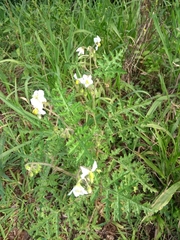Solanum sisymbriifolium