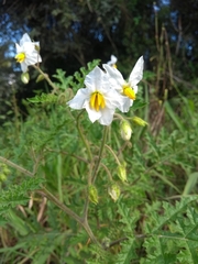Solanum sisymbriifolium