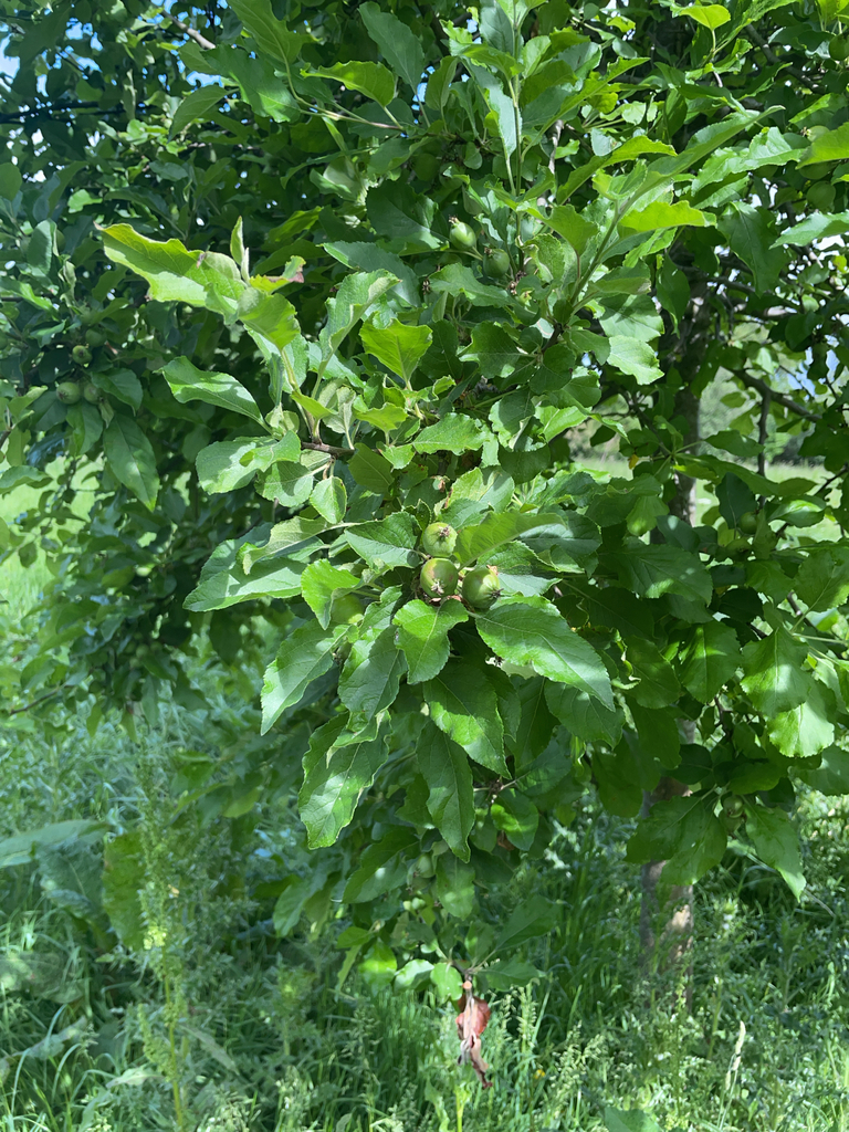 Malus domestica