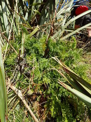 Anisotome lyallii