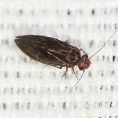 Kaestneriella