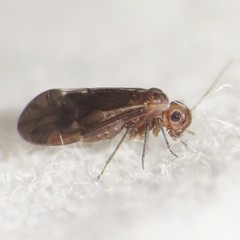 Kaestneriella