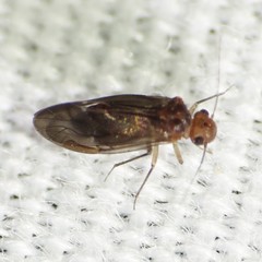 Kaestneriella