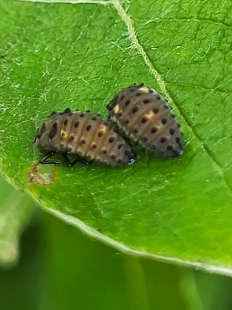 Coccinellidae