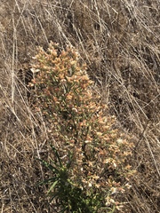 Pseudognaphalium ramosissimum